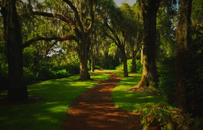 A Walk through the trees at Bok Tower